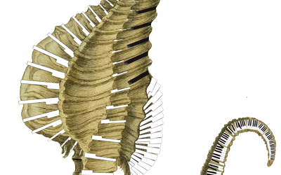 PIANOSCOPE –